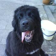 Newfoundlænder buster