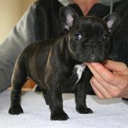 Fransk bulldog Midlandmoors Arden Beauty