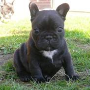 Fransk bulldog Midlandmoors Arden Beauty