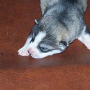 Siberian husky Brody