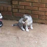 Siberian husky Brody