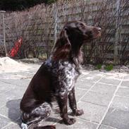 Kleiner münsterländer Nico