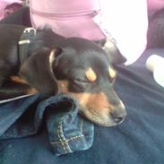 Dvaergpinscher Snoop