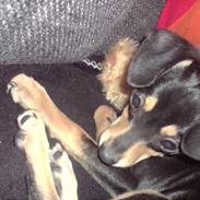 Dvaergpinscher Snoop