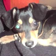 Dvaergpinscher Snoop