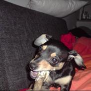 Dvaergpinscher Snoop