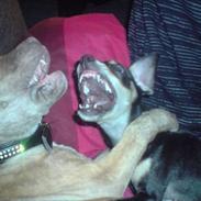 Dvaergpinscher Snoop