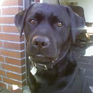 Labrador retriever Futte