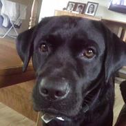 Labrador retriever Futte