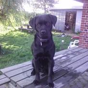 Labrador retriever Futte