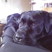 Labrador retriever Futte