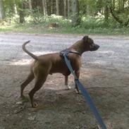 Amerikansk staffordshire terrier Josq (Josku)