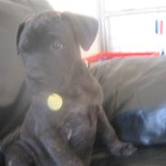 Bullmastiff mascha