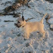 Cairn terrier William