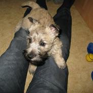 Cairn terrier William