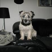 Cairn terrier William