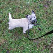 Cairn terrier William