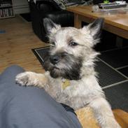Cairn terrier William