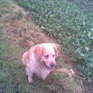 Golden retriever Tena