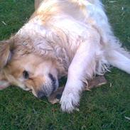 Golden retriever Tena