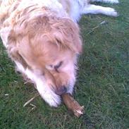 Golden retriever Tena