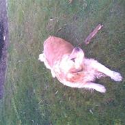 Golden retriever Tena