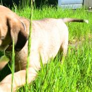 Blanding af racer Grand D&Sankt B. Nilas