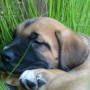 Blanding af racer Grand D&Sankt B. Nilas