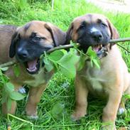 Blanding af racer Grand D&Sankt B. Nilas