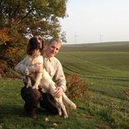 Engelsk springer spaniel Montie