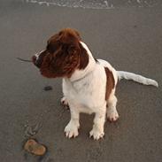 Engelsk springer spaniel Montie