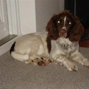 Engelsk springer spaniel Montie