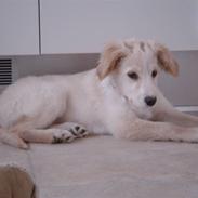 Blanding af racer Bailey cocker-samajede