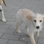 Blanding af racer Bailey cocker-samajede