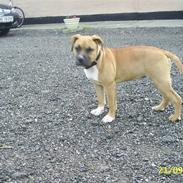 Amerikansk staffordshire terrier Laica R.I.P