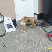 Amerikansk staffordshire terrier Laica R.I.P