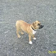 Amerikansk staffordshire terrier Laica R.I.P