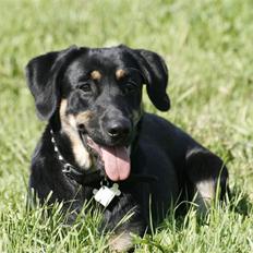 Blanding af racer Aiko (Gummihund)