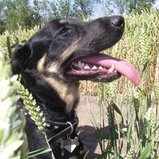 Blanding af racer Aiko (Gummihund)