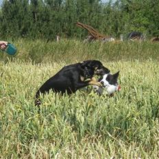 Blanding af racer Aiko (Gummihund)