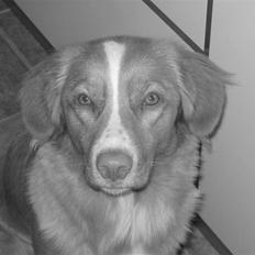 Nova scotia duck tolling retriever Luna