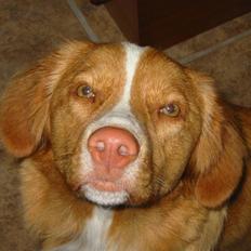 Nova scotia duck tolling retriever Luna