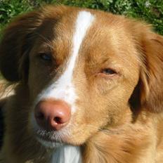 Nova scotia duck tolling retriever Luna