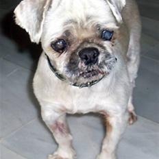 Blanding af racer Minneke *himmelhund* R.I.P. min skat.