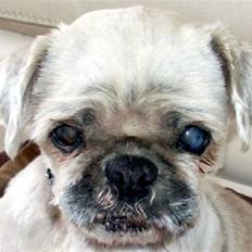 Blanding af racer Minneke *himmelhund* R.I.P. min skat.