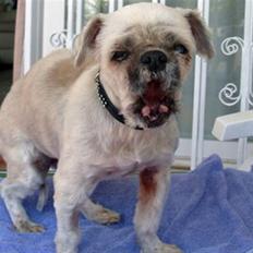 Blanding af racer Minneke *himmelhund* R.I.P. min skat.