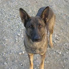 Schæferhund Trold Hope **RIP**