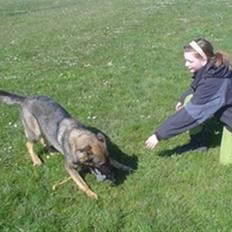 Schæferhund Trold Hope **RIP**