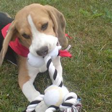 Beagle Luna (død 28/8) R.I.P ;(