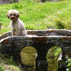 Lagotto romagnolo Viola
